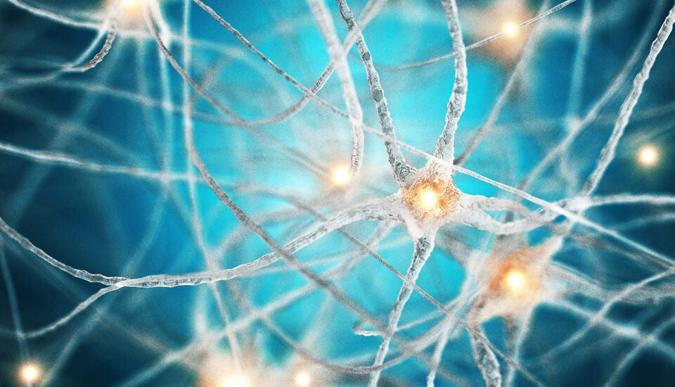 Brain's neural network